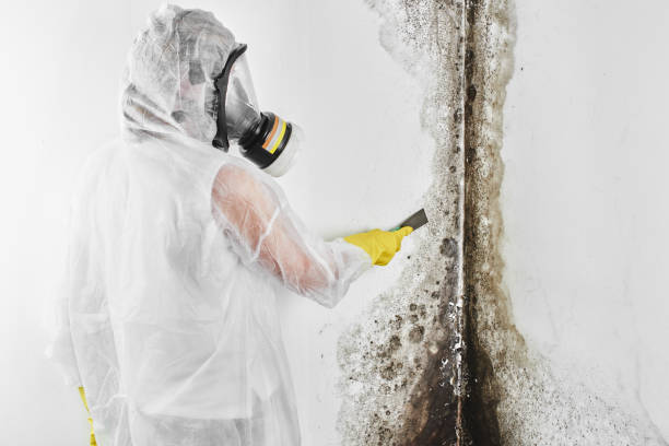 Best Best Mold Removal Companies  in Orange, VA