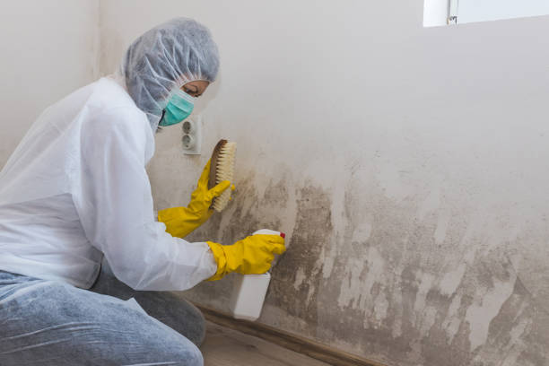 Best Office Mold Removal Services  in Orange, VA