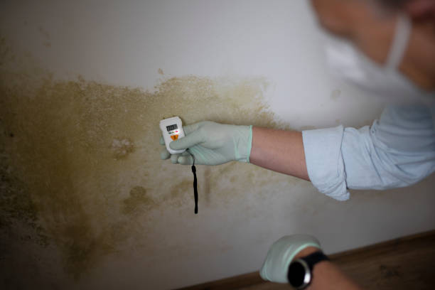 Best Toxic Mold Removal  in Orange, VA
