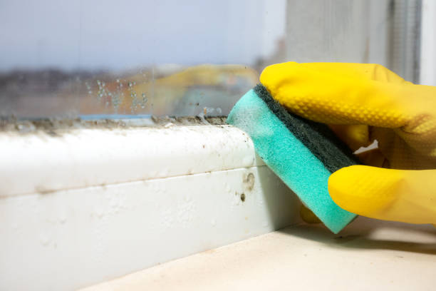 Best Emergency Mold Removal  in Orange, VA