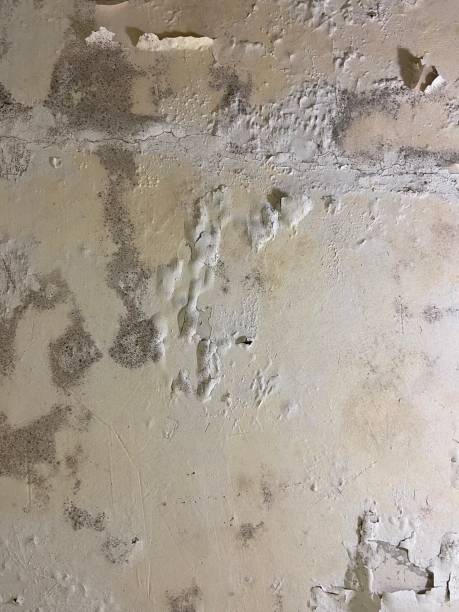 Crawl Space Mold Removal in Orange, VA