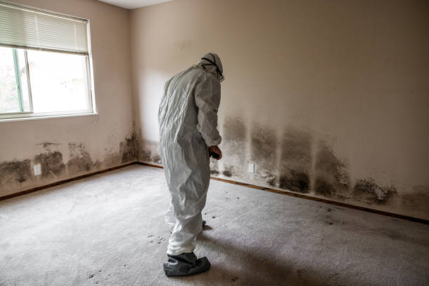 Best Fast Mold Removal  in Orange, VA