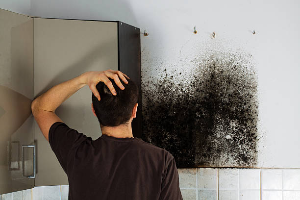 Best Emergency Mold Removal  in Orange, VA