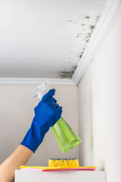 Best Attic Mold Removal  in Orange, VA